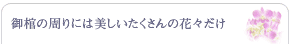 �䊻�̎���ɂ͔�������������̉ԁX����